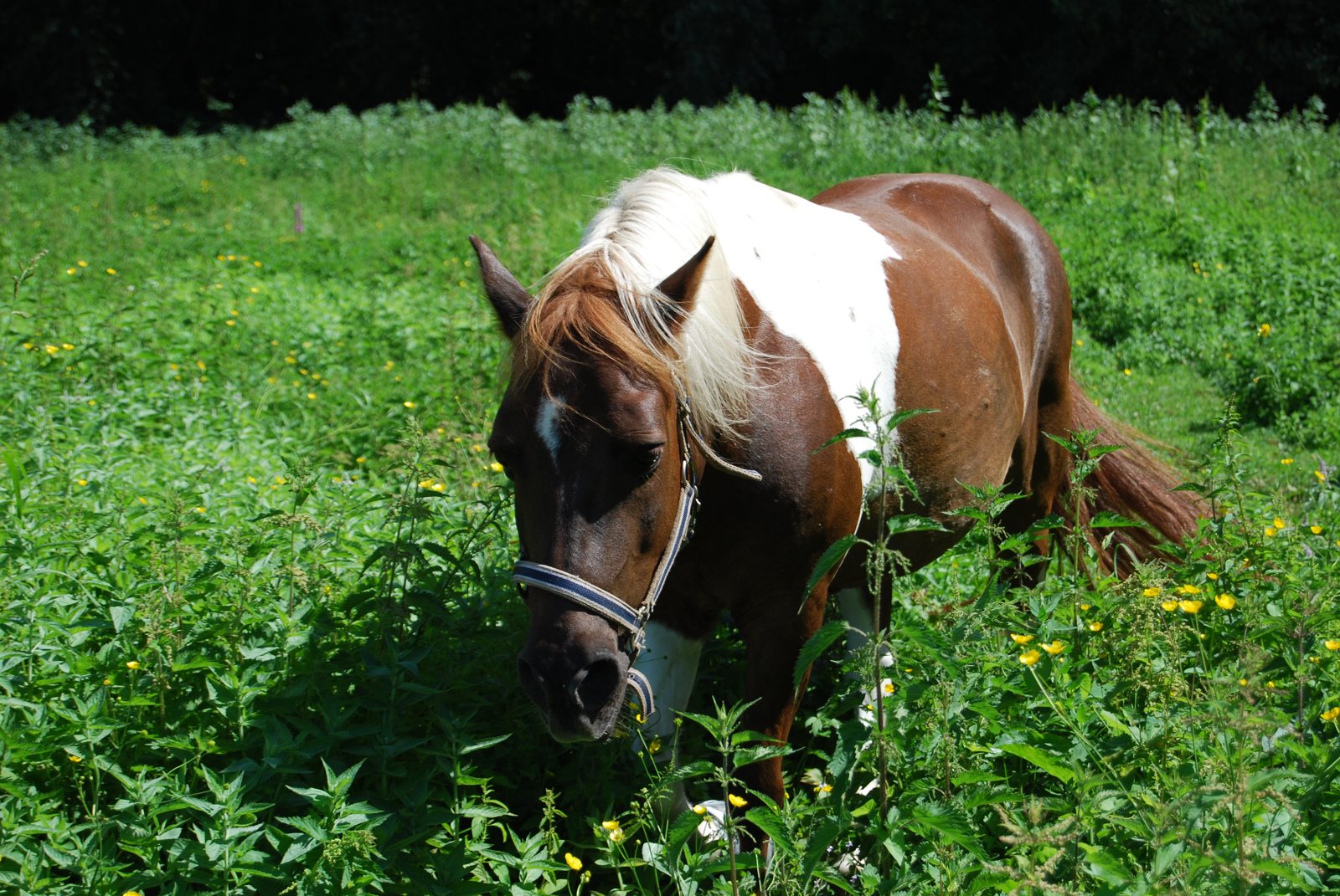 Pferd auf der grünen Weide des Birkenhofs
