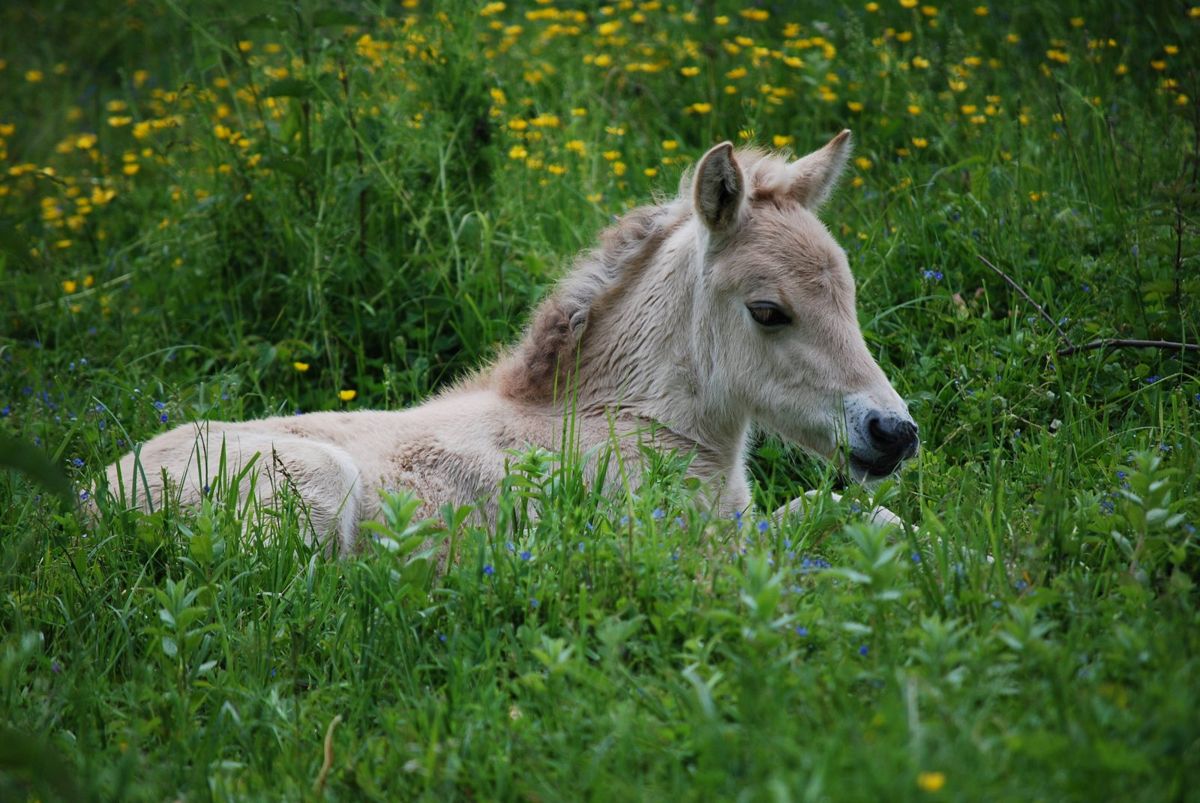 Unsere Pferde – Originalfoto