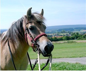 Unsere Pferde – Originalfoto